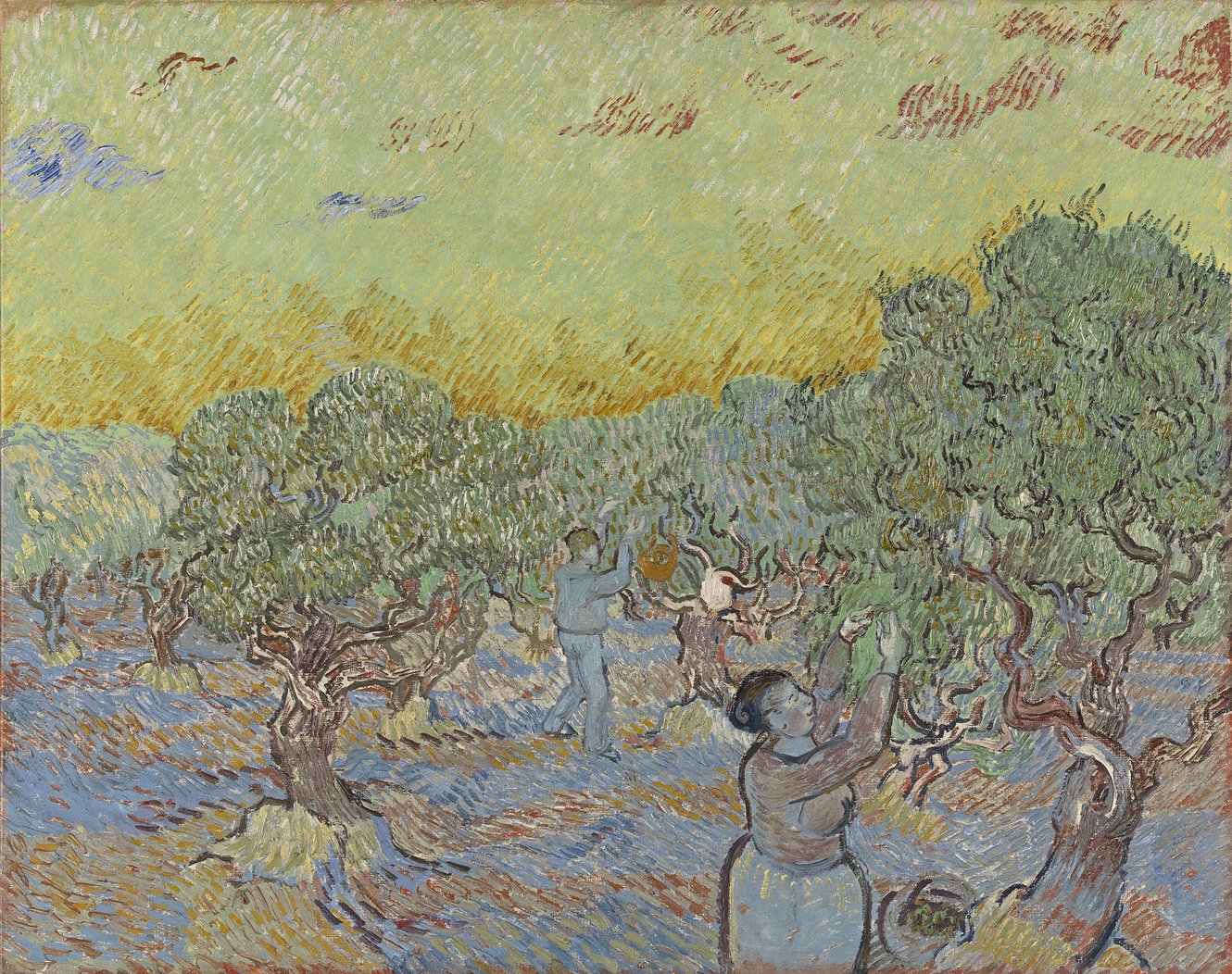 olive grove with 2 olive pickers